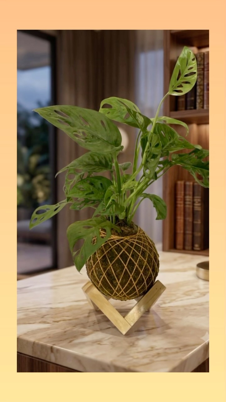 Kokedama do Instagram do ateliê
