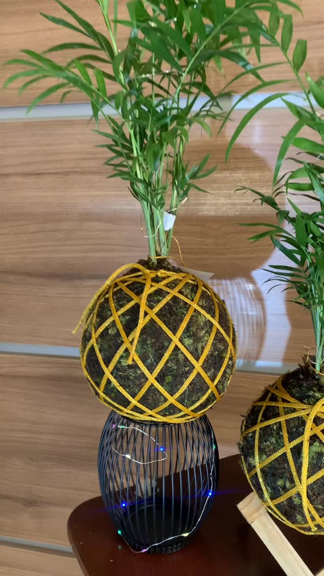 Kokedama do ateliê em suporte